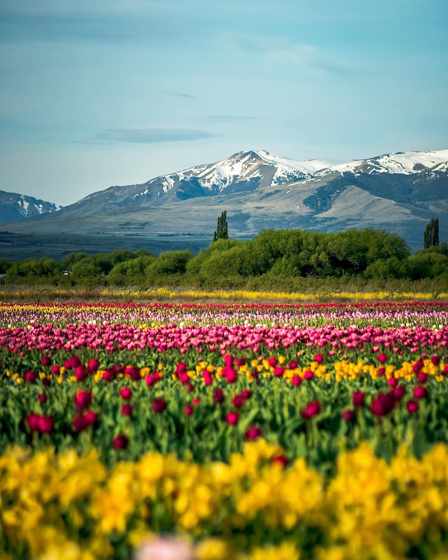BARILOCHE Y EL BOLSÓN ENTRE TULIPANES